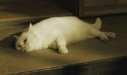 猫侍第一季在线观看,穿越时空的猫咪奇遇记